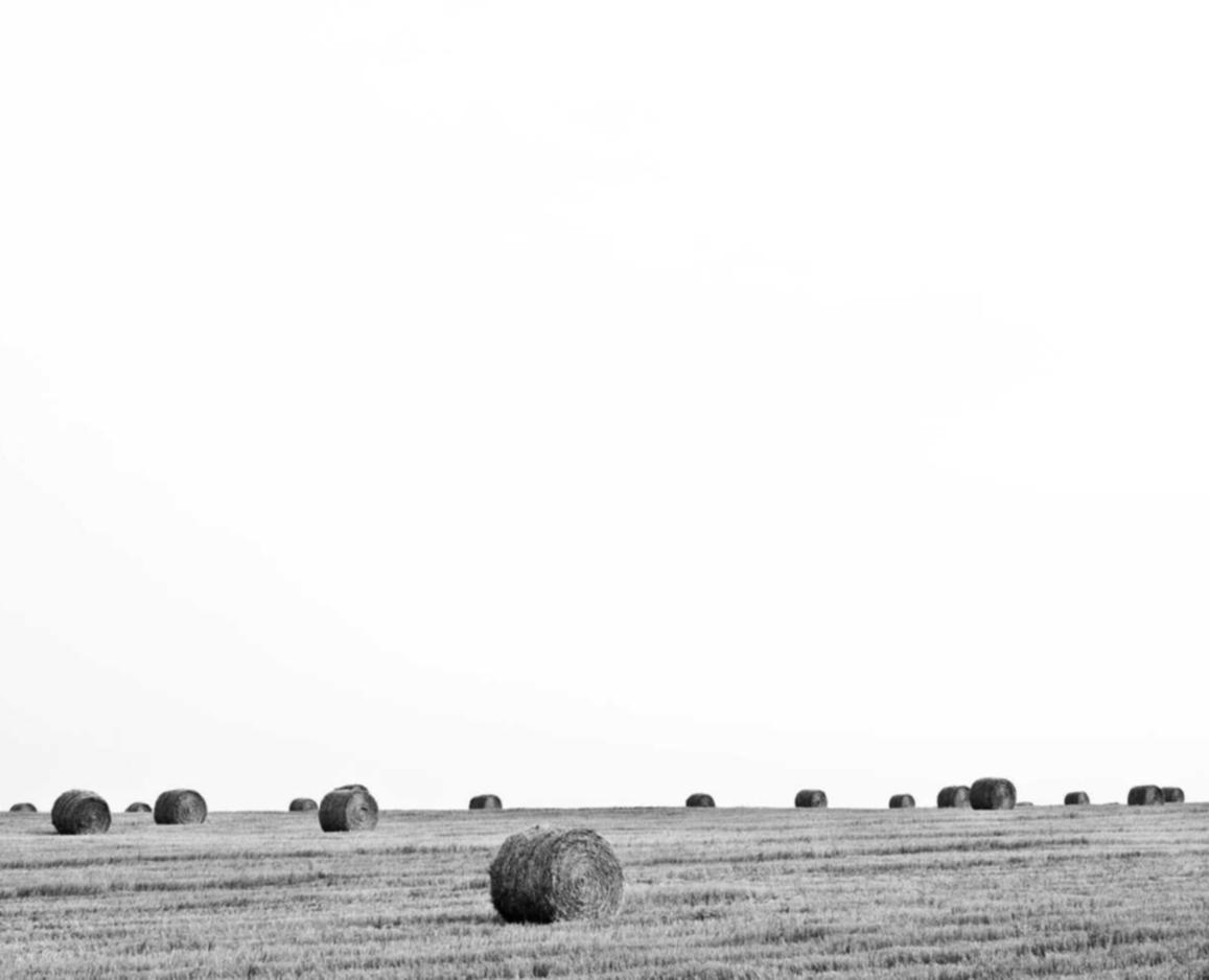 欧盟寿百年（黑寿）：稫彩购买平台