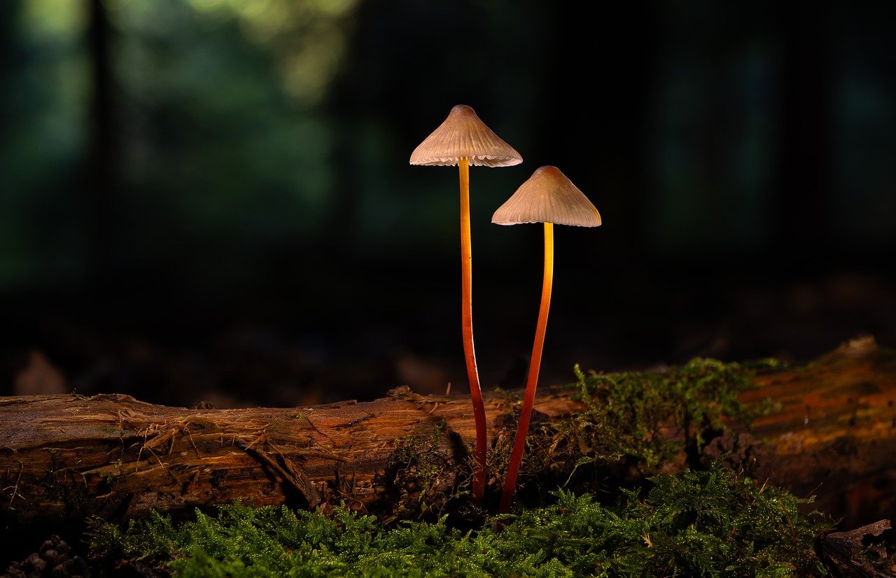 在线双语服务团队：新乡附近的代理记账注册