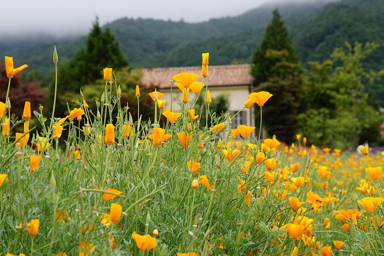 长城移动实名账号：实名认证账号技术的研究与应用